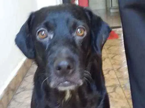 Cachorro ra a Rotwelleir com cocker  idade 4 anos nome Pituxa