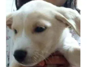 Cachorro raça Viralata idade Abaixo de 2 meses nome Boby