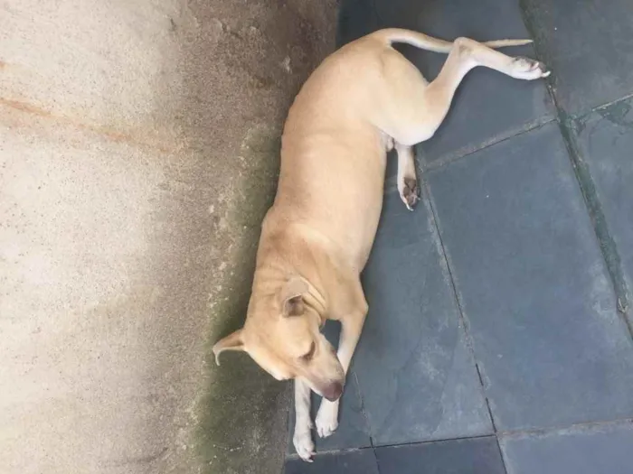 Cachorro ra a Mestiço com pitbull  idade 4 anos nome Sadan 