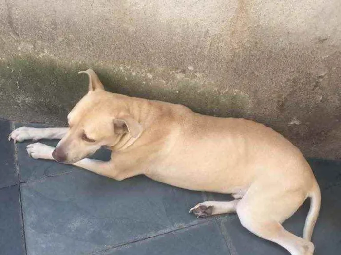 Cachorro ra a Mestiço com pitbull  idade 4 anos nome Sadan 