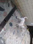 Toby