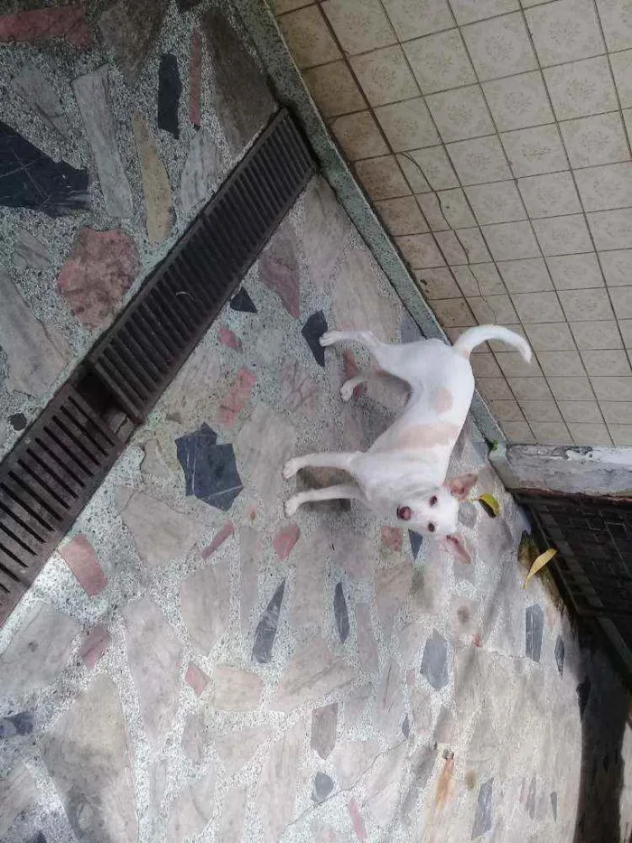 Cachorro ra a srd idade 2 a 6 meses nome Toby