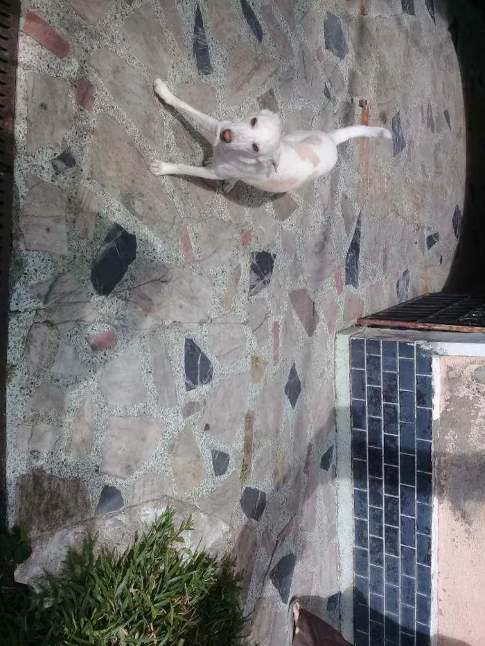 Cachorro ra a srd idade 2 a 6 meses nome Toby