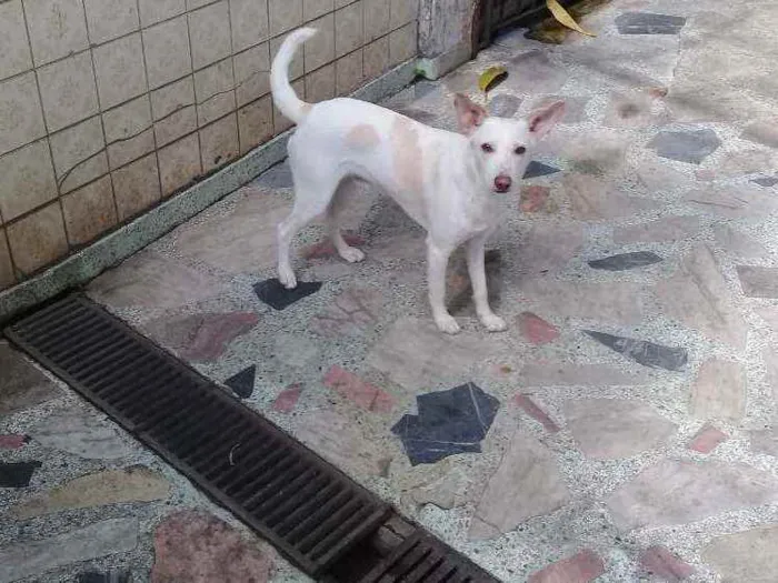 Cachorro ra a srd idade 2 a 6 meses nome Toby