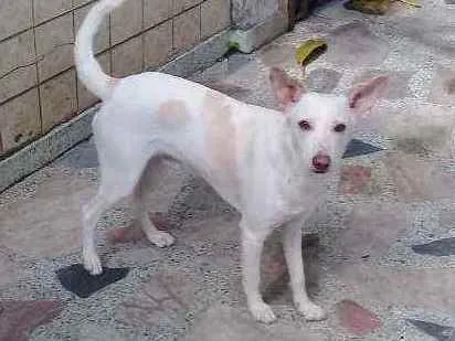 Cachorro ra a srd idade 2 a 6 meses nome Toby