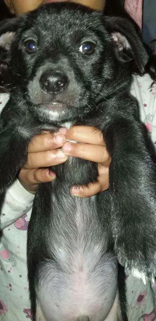 Cachorro ra a Viralata idade Abaixo de 2 meses nome Sem nome 