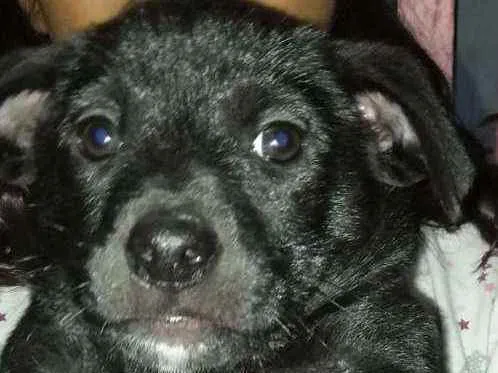 Cachorro ra a Viralata idade Abaixo de 2 meses nome Sem nome 