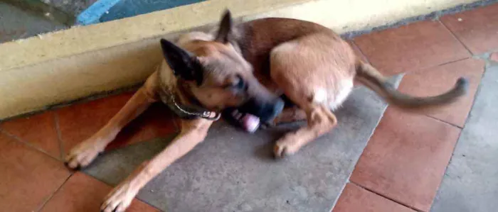 Cachorro ra a Mestiço de pastor belga  idade 2 a 6 meses nome Thor 