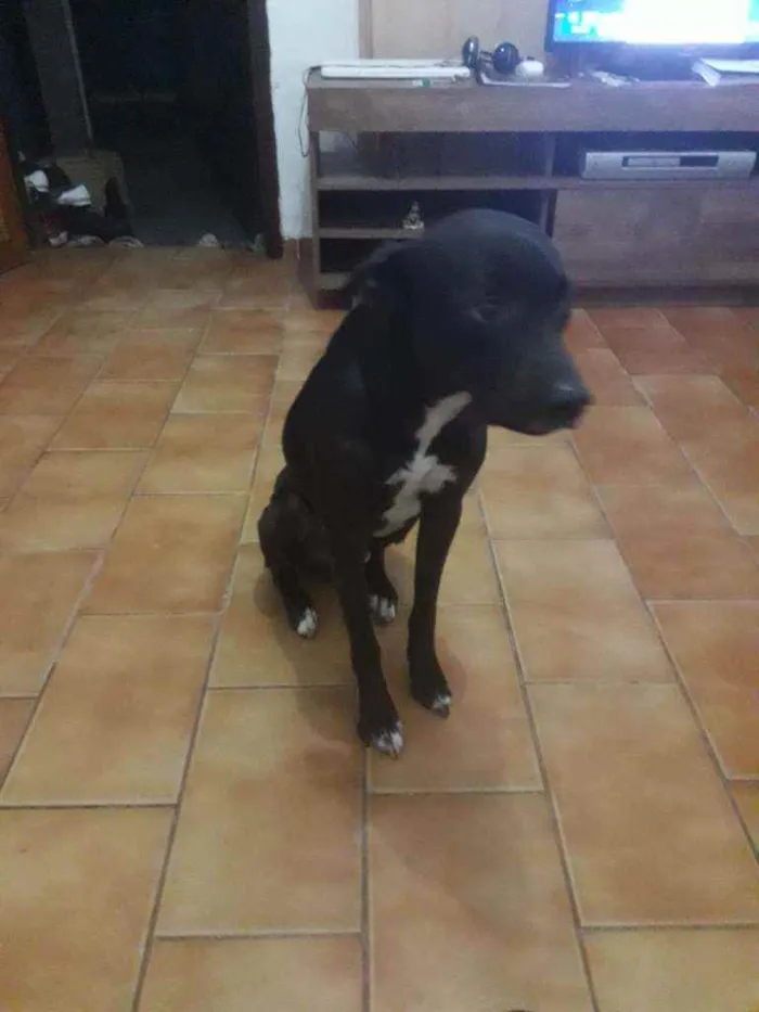 Cachorro ra a Vira lata idade 2 anos nome Neguinho