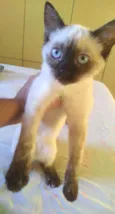 Pestinhas abençoadas