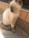 Pestinhas abençoadas
