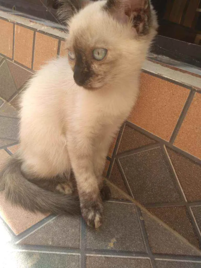 Gato ra a Indefinido idade 2 a 6 meses nome Pestinhas abençoadas
