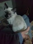 Pestinhas abençoadas
