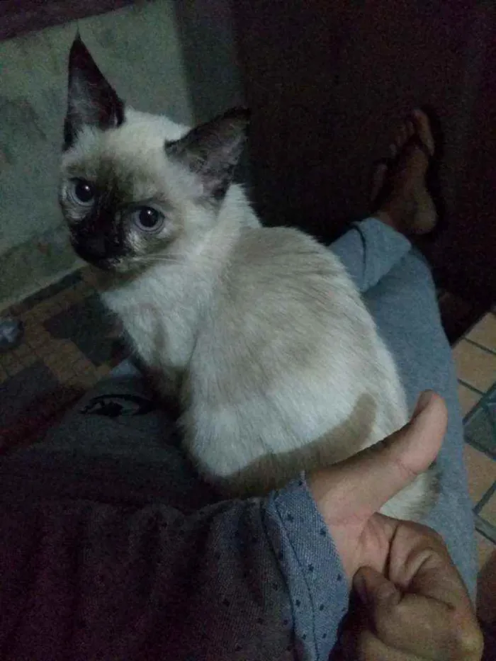 Gato ra a Indefinido idade 2 a 6 meses nome Pestinhas abençoadas