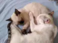 Pestinhas abençoadas