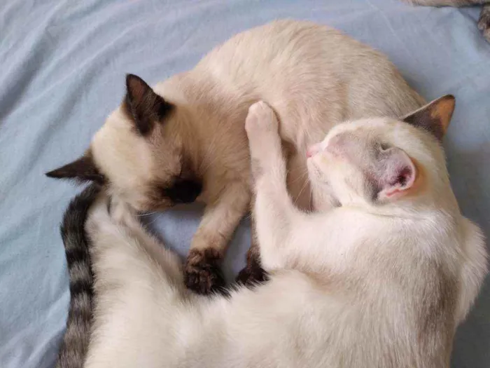 Gato ra a Indefinido idade 2 a 6 meses nome Pestinhas abençoadas