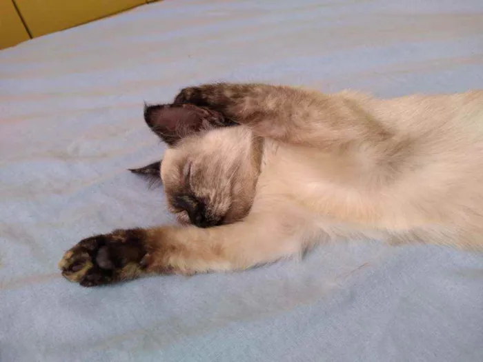 Gato ra a Indefinido idade 2 a 6 meses nome Pestinhas abençoadas