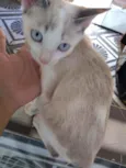 Pestinhas abençoadas