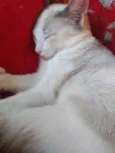 Pestinhas abençoadas