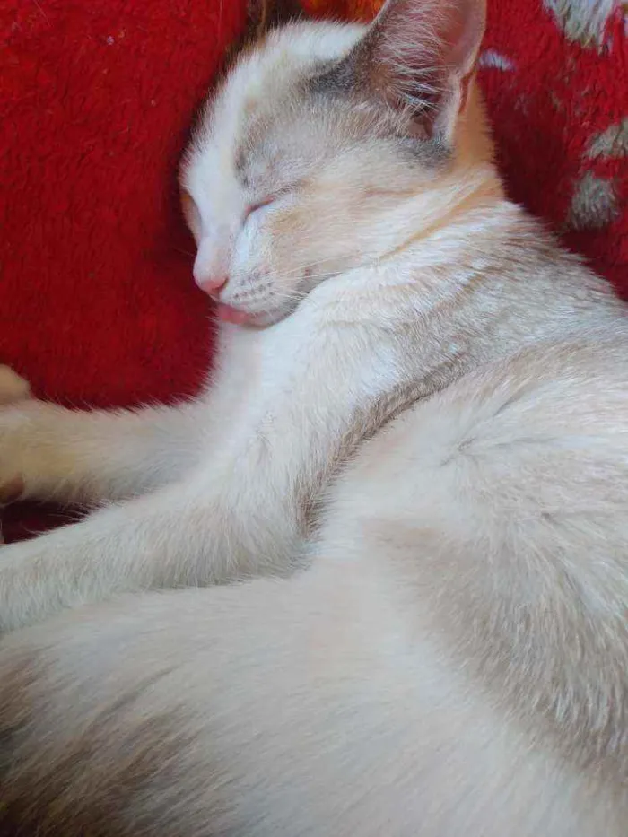Gato ra a Indefinido idade 2 a 6 meses nome Pestinhas abençoadas