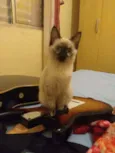 Pestinhas abençoadas