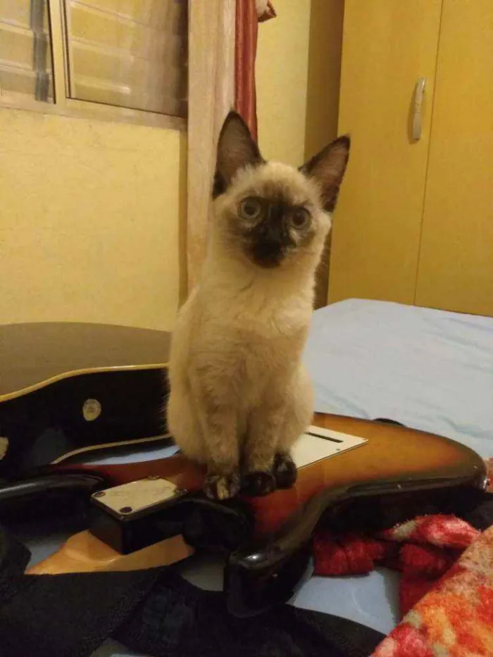 Gato ra a Indefinido idade 2 a 6 meses nome Pestinhas abençoadas