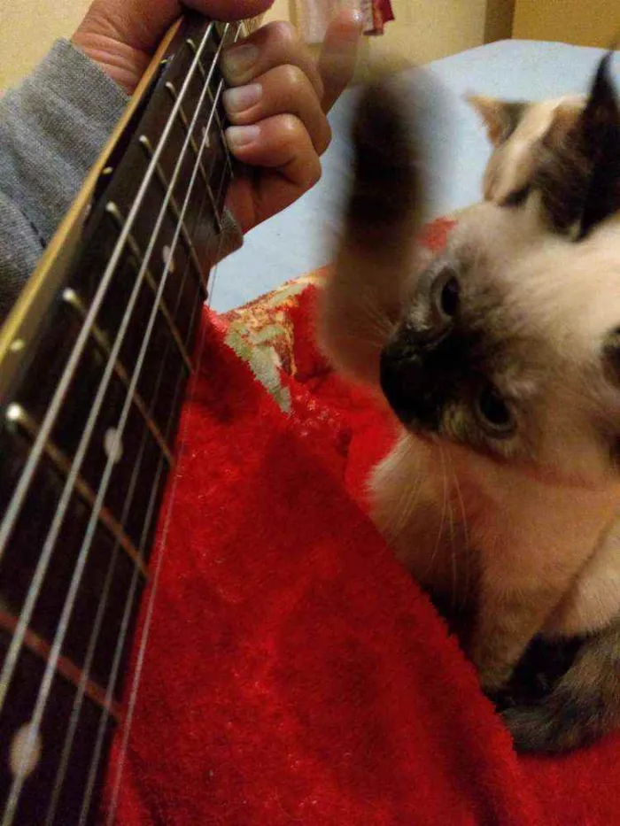 Gato ra a Indefinido idade 2 a 6 meses nome Pestinhas abençoadas