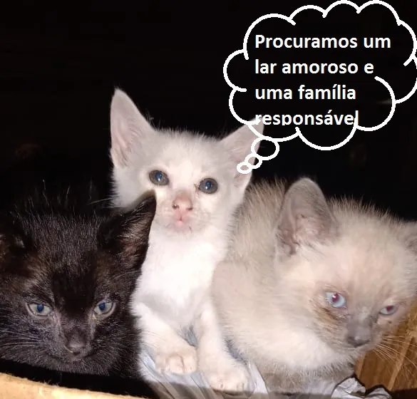 Gato ra a SRD idade 2 a 6 meses nome Fofurinhas