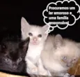 Fofurinhas