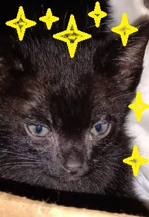 Gato ra a SRD idade 2 a 6 meses nome Fofurinhas