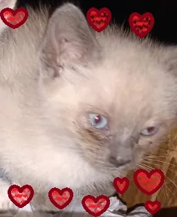 Gato ra a SRD idade 2 a 6 meses nome Fofurinhas