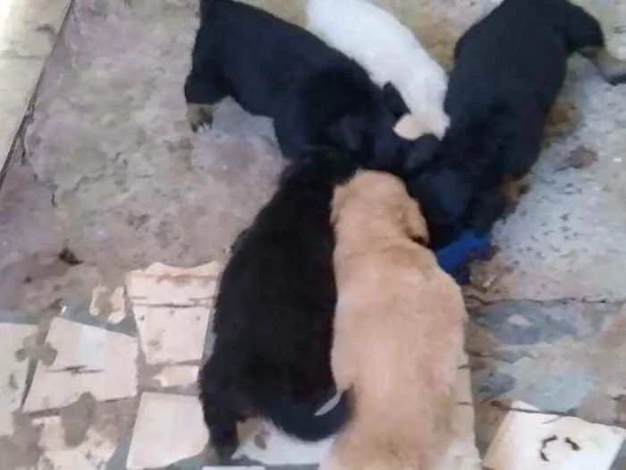 Cachorro ra a Indefinida idade Abaixo de 2 meses nome Sem nome
