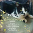 Frajola 