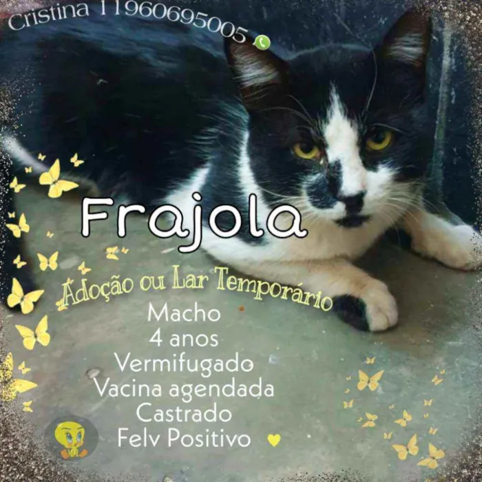 Gato ra a  idade 4 anos nome Frajola 