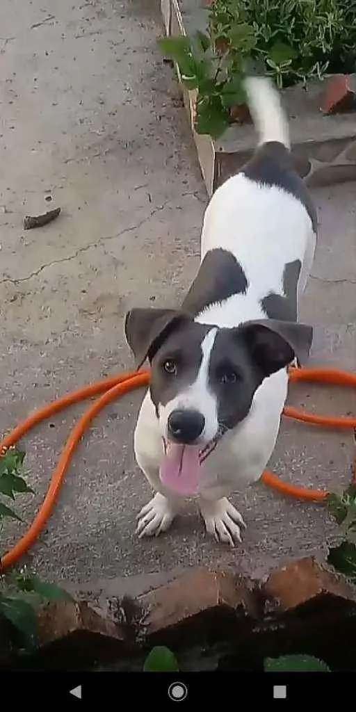 Cachorro ra a Canino idade 1 ano nome seu parsa 1