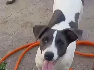 Cachorro raça Canino idade 1 ano nome seu parsa 1