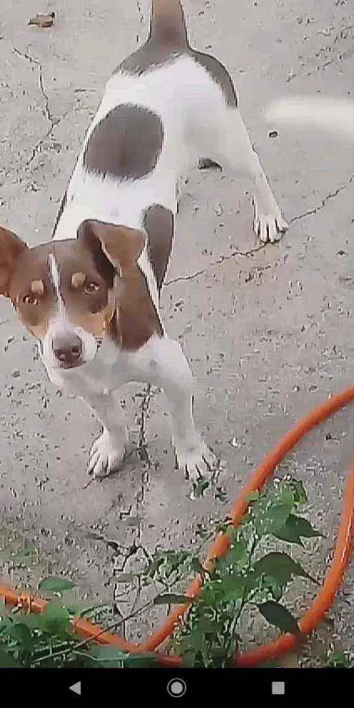 Cachorro ra a Canino idade 1 ano nome seu parsa 2