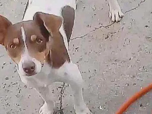 Cachorro ra a Canino idade 1 ano nome seu parsa 2