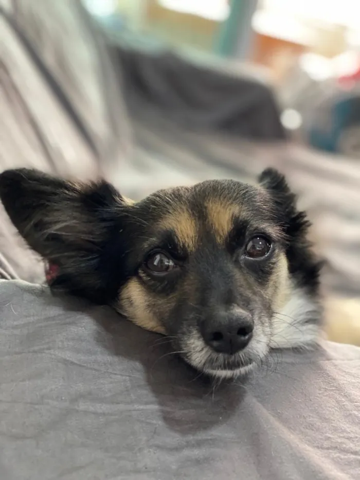 Cachorro ra a Não definida idade 3 anos nome Lupita