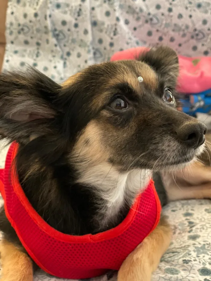 Cachorro ra a Não definida idade 3 anos nome Lupita