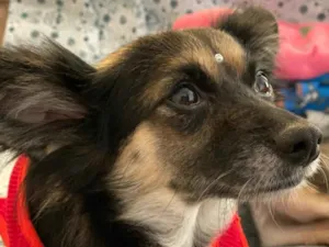 Cachorro raça Não definida idade 3 anos nome Lupita
