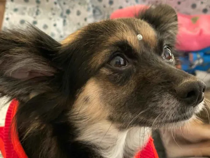Cachorro ra a Não definida idade 3 anos nome Lupita
