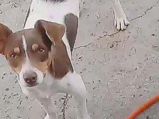 Cachorro ra a Canino idade 1 ano nome seu parsa 2