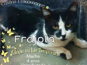 Gato raça  idade 4 anos nome Frajola 