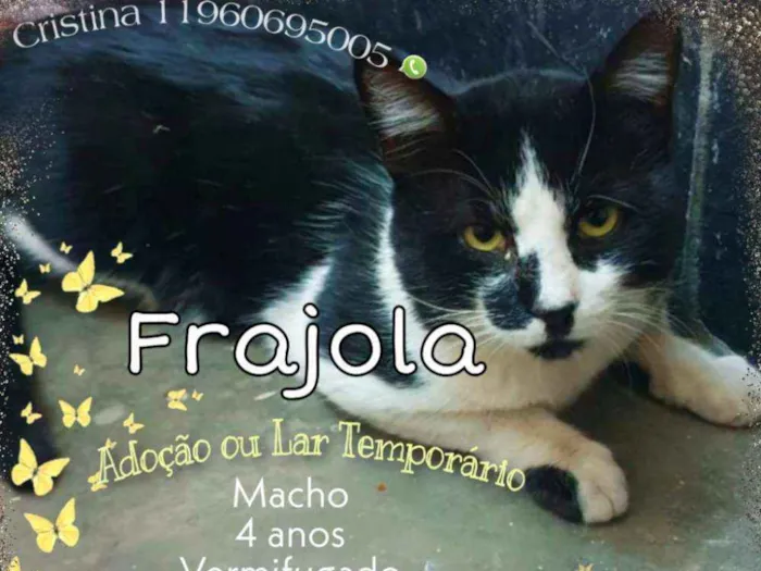 Gato ra a  idade 4 anos nome Frajola 