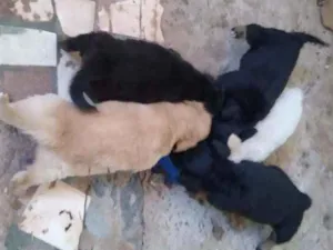 Cachorro raça Indefinida idade Abaixo de 2 meses nome Sem nome