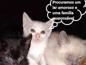 Gato raça SRD idade 2 a 6 meses nome Fofurinhas