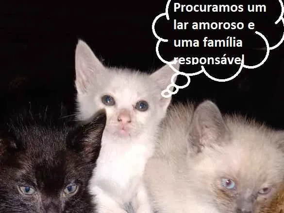 Gato ra a SRD idade 2 a 6 meses nome Fofurinhas