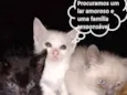 Fofurinhas