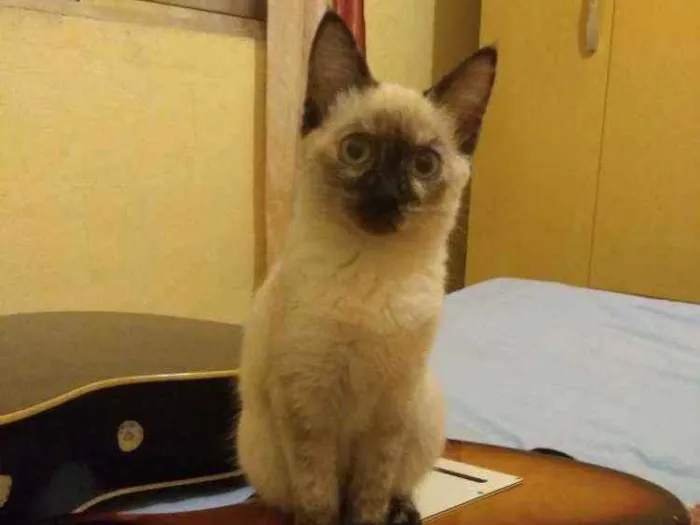 Gato ra a Indefinido idade 2 a 6 meses nome Pestinhas abençoadas